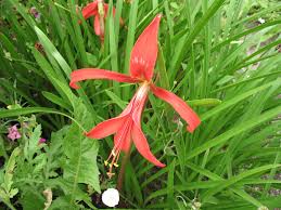 Image result for Jacobean lilies