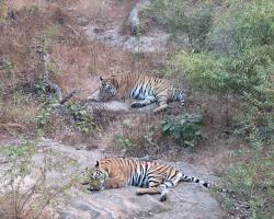 Image de Bandhavgarh National Park, India