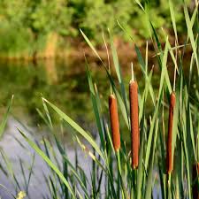 Did you know that wetlands—including marshes, mangroves, and swamps—play a crucial role in sustaining biodiversity and supporting the planet's ecosystems? 🌍 In fact, Wetlands cover about 6% of the Earth's land surface