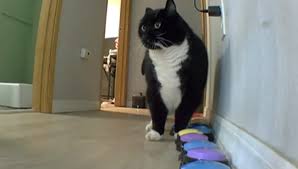 Trend Google: gatto
