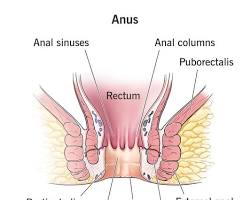 Image of Anal canal diagram