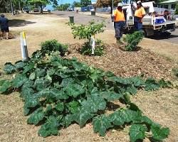 Image of Local cuisine, Thursday Island