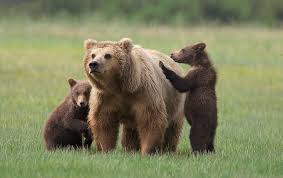 Image result for grizzly bear