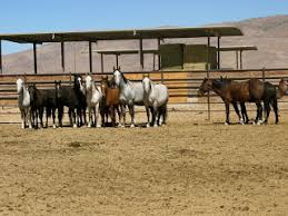 Image result for IRAN HORSES