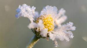 Wetter plötzlich warm: Kommen die Eisheiligen noch?