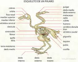 Resultado de imagen para sistema oseo de las aves