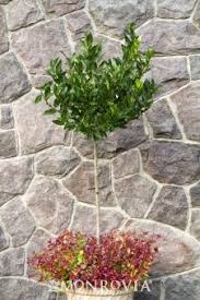 Image result for monrovia green pot