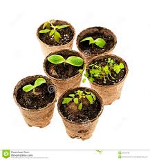 Image result for peat moss