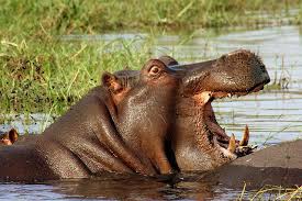 Image result for ruaha park