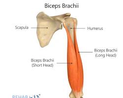 Biceps brachii muscle resmi