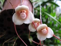 Image result for ����С���m