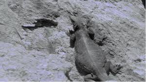 Résultat de recherche d'images pour "pareidolia"