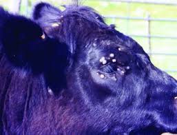 Image result for "ringworm in cattle"
