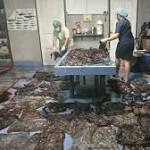could save pilot whale that
