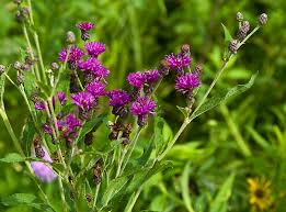 Image result for ironweed plant