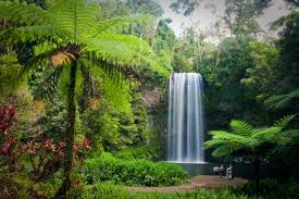 Image result for rainforest