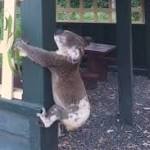 Dead koala found screwed pole