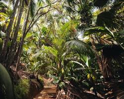 Immagine di Vallée de Mai Seychelles