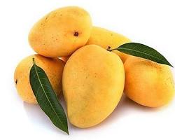 Image of Safeda mango variety