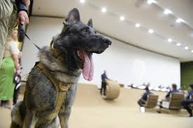 Cachorro usado na segurança do Congresso ataca veterinária na Esplanada dos Ministérios
