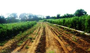 images?q=tbn:ANd9GcQvsvIq2OPz0J9OOeliUhtV8c78FIAoVOO9QrvG__bDF6hYehw7