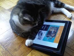 Image result for cats on ipad