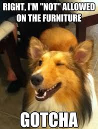 winking-dog-funny.jpg via Relatably.com