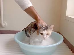 Image result for ねこ吉