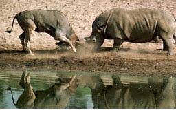 Image result for organisms and their environment