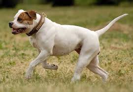 Image result for american bulldog