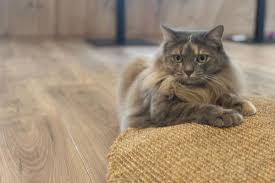 Miaou! C'est LA Journée Internationale du Chat: Célébrez Vos Félins!