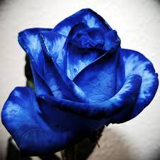 Image result for karangan bunga mawar biru
