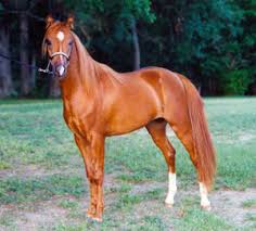 Image result for IRAN HORSES