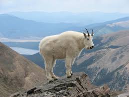 Image result for GOAT