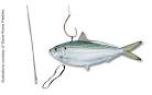 Live Fishing Bait eBay