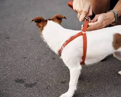 person putting on a harness on a dogの画像
