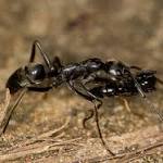  On the Battlefield, Ants Treat Each Other's War Wounds