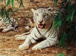 Image result for orissa images