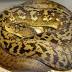 Zoo Atlanta finds missing Timor python