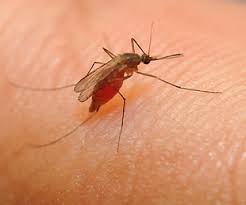 Image result for Entomology Studies
