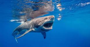 Requin Géant Près des Plages ! Le Danger Est-il Réel ? Découvrez-le !