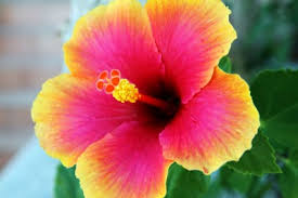 Image result for free download pictures of hibiscus