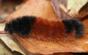 Image result for wooly bears