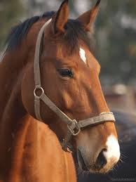 Image result for HORSE