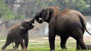 Image result for free pictures of chattbir zoo
