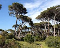 Imagem de Pinhal de Castel Fusano