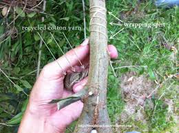 Résultat de recherche d'images pour "tree trunk repair grafts"