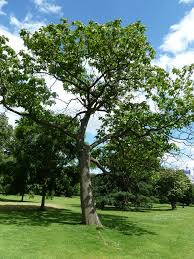 Image result for "Foxglove Tree"