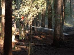 Limburgse brandweer bestrijdt bosbrand bij Helden