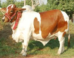 Image result for bakra eid 2015 pakistan